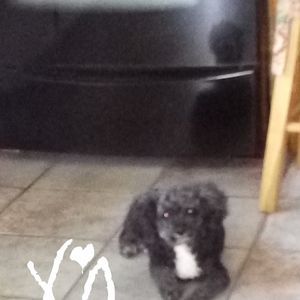 Meet your Posher, Scottie